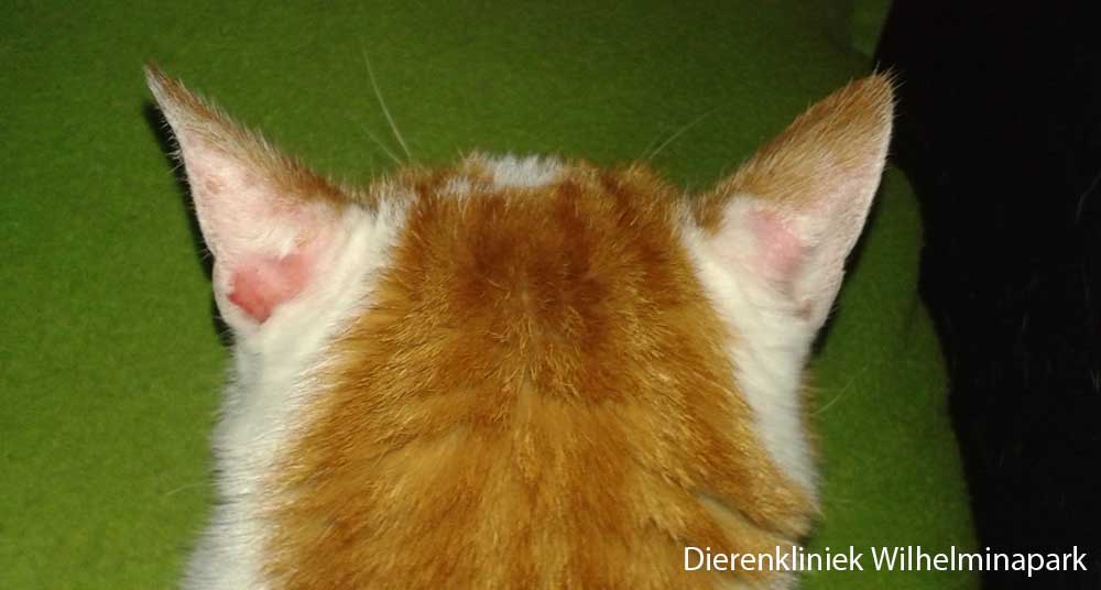 Een kat met een schimmelinfectie tgv microsporum canis. Foto Dierenkliniek Wilhelminapark utrecht